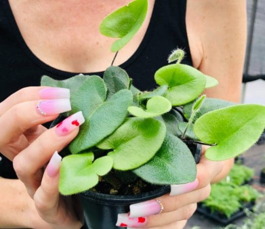 The Heart Fern: Your Guide to Lush, Unique Foliage Heart Fern