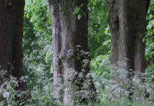 Hemlock Tree Care And 1 Devastating Pest Insect Hemlock Tree