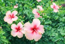 Hibiscus Plants Care And 4 Basic Needs Hibiscus
