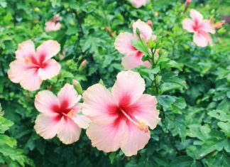 Hibiscus Plants Care And 4 Basic Needs Hibiscus