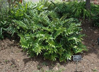 Holly Fern: Growing And General Information Cyrtomium falcatum
