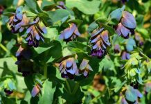 Honeywort – Cerinthe major purpurascens Honeywort