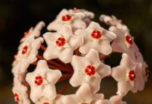Hoya Carnosa: 10 Important Tips For Growing Hoya Carnosa