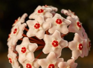 Hoya Carnosa: 10 Important Tips For Growing Hoya Carnosa