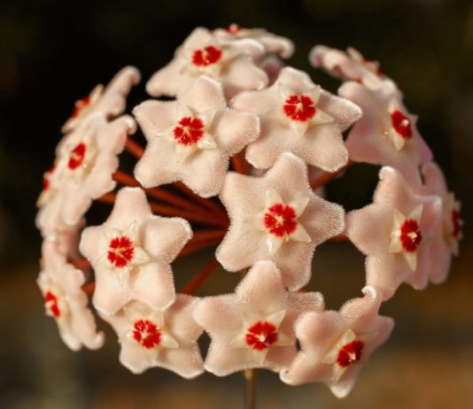 Hoya Carnosa: 10 Important Tips For Growing Hoya Carnosa