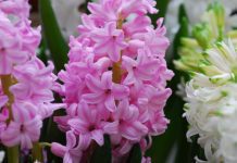 Hyacinth Growing And 5 Essential Care Tips Hyacinth