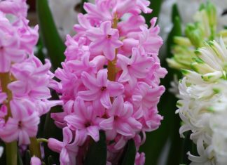 Hyacinth Growing And 5 Essential Care Tips Hyacinth