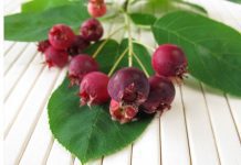 Juneberry Information Plus 1 Delicious Recipe Juneberry
