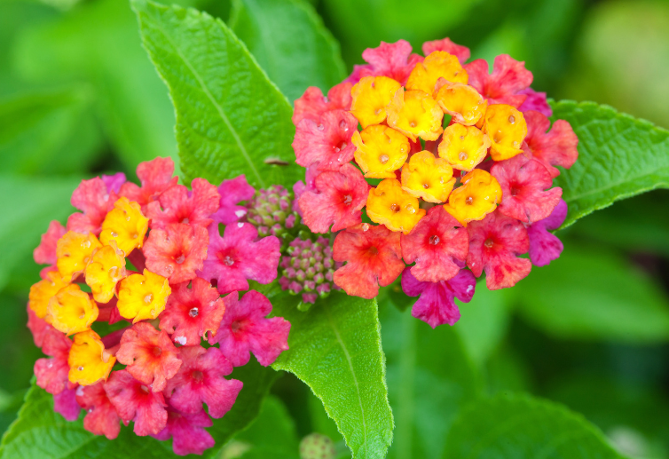 Lantana Lantana camara