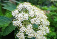 Leatherleaf Viburnum Growing And Care Leatherleaf Viburnum