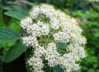 Leatherleaf Viburnum Growing And Care Leatherleaf Viburnum