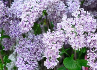 Lilac Tree: 2 Vigorous Varieties Of Beautiful Lilac Lilac Tree