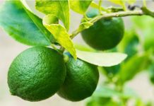 Lime Tree: Planting And 4 Easy Care Tips Lime Tree