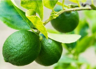 Lime Tree: Planting And 4 Easy Care Tips Lime Tree