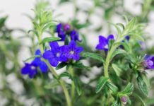 Lithodora Diffusa Growing And Care Tips Lithodora Diffusa