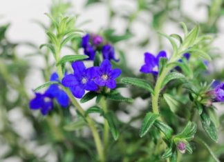 Lithodora Diffusa Growing And Care Tips Lithodora Diffusa
