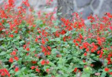 Mexican Sage Growing And Caring Tips Mexican Sage