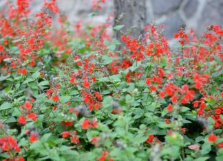 Mexican Sage Growing And Caring Tips Mexican Sage