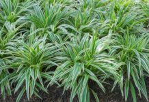 Mondo Grass Vs Liriope: Liriope And Mondo Grass 1 Essential Difference Mondo Grass