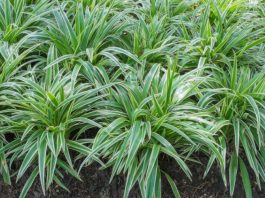 Mondo Grass vs Liriope: Key Differences, Care & Best Uses Mondo Grass