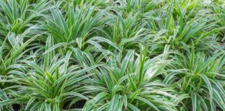 Mondo Grass vs Liriope: Key Differences, Care & Best Uses Mondo Grass