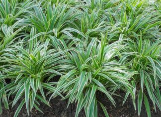 Mondo Grass Vs Liriope: Liriope And Mondo Grass 1 Essential Difference Mondo Grass