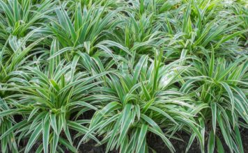 Mondo Grass Vs Liriope: Liriope And Mondo Grass 1 Essential Difference Mondo Grass