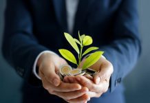 Money Plant Grow And Care Instructions Money Plant