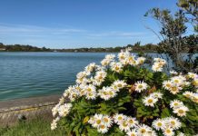 Montauk Daisy Growing Tips And History Montauk Daisy