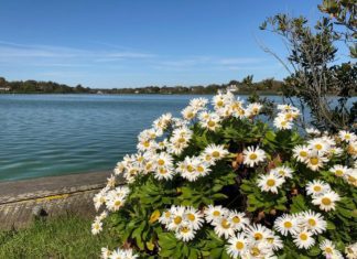 Montauk Daisy Growing Tips And History Montauk Daisy