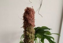 Moss Pole: Your Houseplants Will Thank You Moss Pole