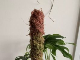 Moss Pole: Your Houseplants Will Thank You Moss Pole