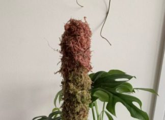 Moss Pole: Your Houseplants Will Thank You Moss Pole