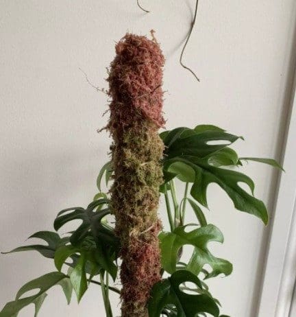 Moss Pole: Your Houseplants Will Thank You Moss Pole