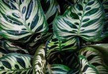 Peacock Plant – Calathea Makoyana Growing Peacock Plant