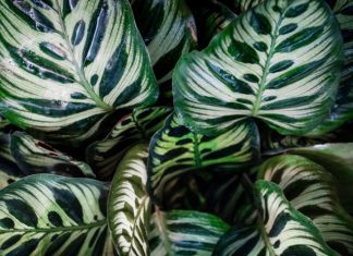 Peacock Plant – Calathea Makoyana Growing Peacock Plant