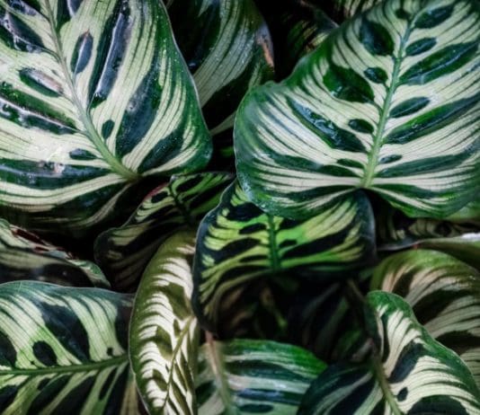 Peacock Plant – Calathea Makoyana Growing Peacock Plant