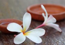 Plumeria Growing And Caring Tips Plumeria