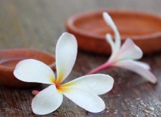 Plumeria Growing And Caring Tips Plumeria
