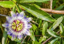 Purple Passion Plants Care And Information Purple Passion Plant