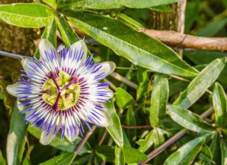 Purple Passion Plants Care And Information Purple Passion Plant