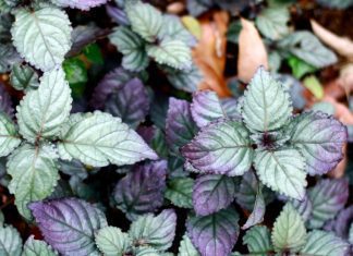 Purple Waffle Plant Information Details Purple Waffle Plant