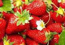 Quinault Strawberries: 8 Other Delicious Berries Quinault Strawberries