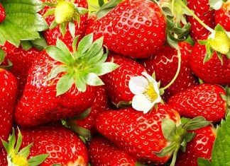 Quinault Strawberries: 8 Other Delicious Berries Quinault Strawberries