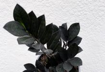 Raven ZZ Plant: 1 Houseplant With Amazing Look Raven ZZ Plant