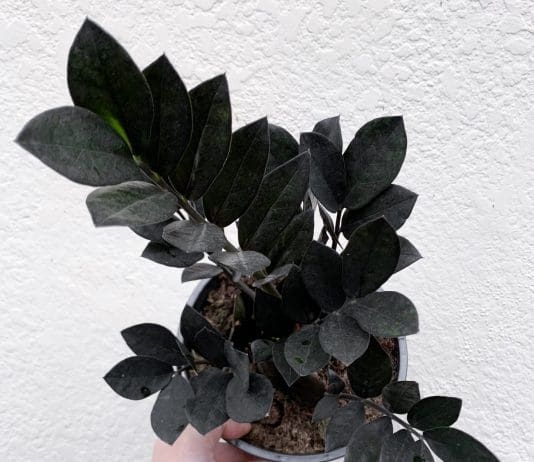 Raven ZZ Plant: 1 Houseplant With Amazing Look Raven ZZ Plant