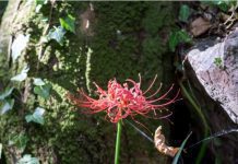 Red Spider Lily: History And Important Tips Red Spider Lily