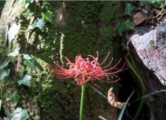 Red Spider Lily: History And Important Tips Red Spider Lily