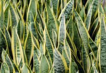 Sansevieria: Growing And Care For Sansevieria Sansevieria (mother-in-law's tongue)