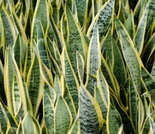 Sansevieria: Growing And Care For Sansevieria Sansevieria (mother-in-law's tongue)